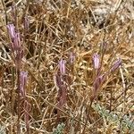 Allium parciflorum Floare