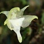 Aeranthes adenopoda Flor