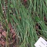 Crocus sativus Likasa