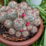 Mammillaria prolifera Кора