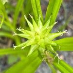 Carex grayi Fruit