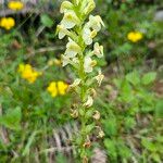 Pedicularis ascendens Flower