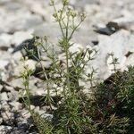 Galium timeroyi ᱛᱟᱦᱮᱸ