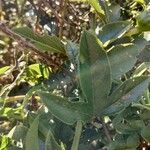 Passiflora mixta Blatt