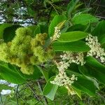 Commersonia bartramia Fruit