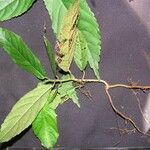 Acalypha diversifolia ᱮᱴᱟᱜ