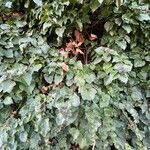 Hedera helix Habit