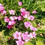 Dianthus alpinus Blomma