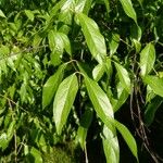 Chimonanthus nitens Hoja