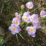 Crocus imperati Vekstform