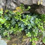 Asplenium ruta-muraria Lapas