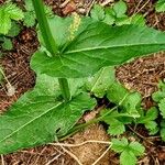 Rumex arifolius Leaf