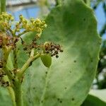 Cyphostemma juttae Fruto