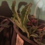 Goodyera oblongifolia Leaf