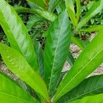 Pouteria speciosa 葉