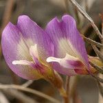Astragalus panamintensis Floare