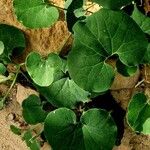 Aristolochia macrophylla Blatt