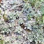 Antennaria parvifolia Листок