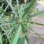 Cyperus alternifolius برگ