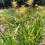 Cyperus esculentusÕis