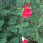 Salvia microphyllaফুল