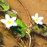 Nymphoides indica Flor