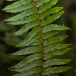 Nephrolepis biserrata Blatt