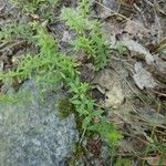 Cruciata glabra Hoja