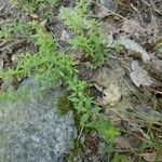 Cruciata glabra Blad