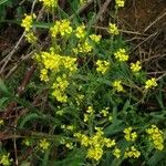 Aurinia petraea Hábito