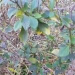 Ocimum carnosum Frunză