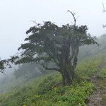 Sorbus himalaica Habitus