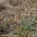 Orobanche artemisiae-campestris Агульны выгляд