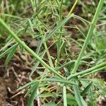 Crotalaria brevidens Hoja