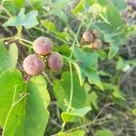 Merremia umbellata Fruct