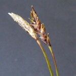 Carex ferruginea 花