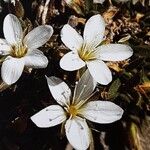 Mcneillia pseudosaxifraga