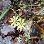 Galium odoratum Leaf