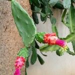 Opuntia cochenillifera Flower