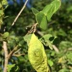 Dalbergia melanoxylon Fruit