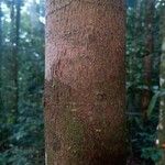 Xylopia pulcherrima Corteza