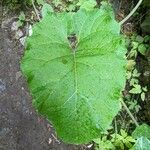 Arctium minusLeaf