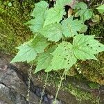 Mitella diphylla Hábitos