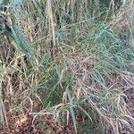 Arundo donax Leaf