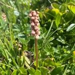 Pyrola minor Blüte