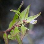 Melampyrum lineare Blatt