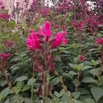 Salvia involucrata Кветка