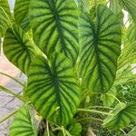 Alocasia clypeolata Hoja