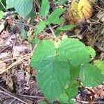 Rubus nigricans Blatt