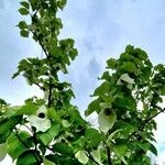 Davidia involucrata Агульны выгляд